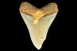 Serrated, Fossil Megalodon Tooth - North Carolina #147479-1